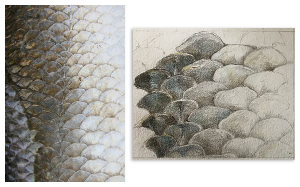 Disegnare Gli Animali Come Fare Superfici E Texture Con Le Matite Colorate Cerchio Di Giotto