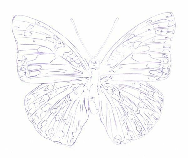 Come Disegnare Una Farfalla Con Le Matite Colorate Cerchio Di Giotto